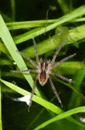 Pirata sp.